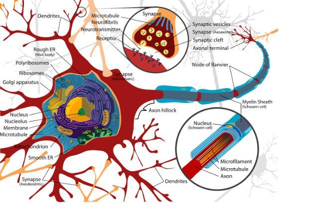 High Affinity Nerve Growth Factor Receptor