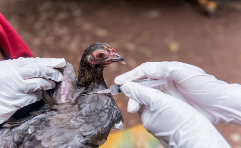 Poultry Vaccine Market