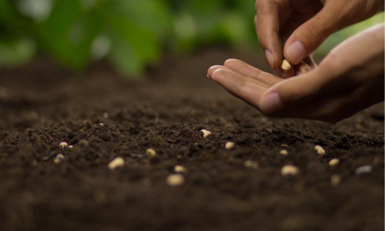 Vegetable Seeds Market, Size, Global Forecast Report, Industry