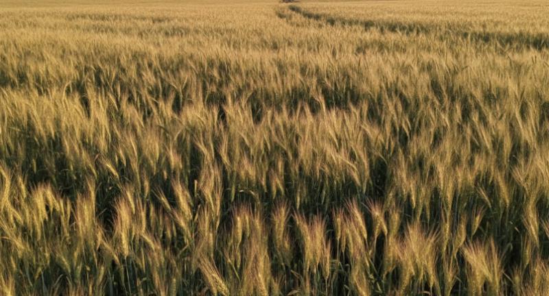 De la tierra al éxito: Una guía completa para maximizar los rendimientos de los cultivos con las fórmulas Premium de Urea de GOLDEN ELEPHANT.