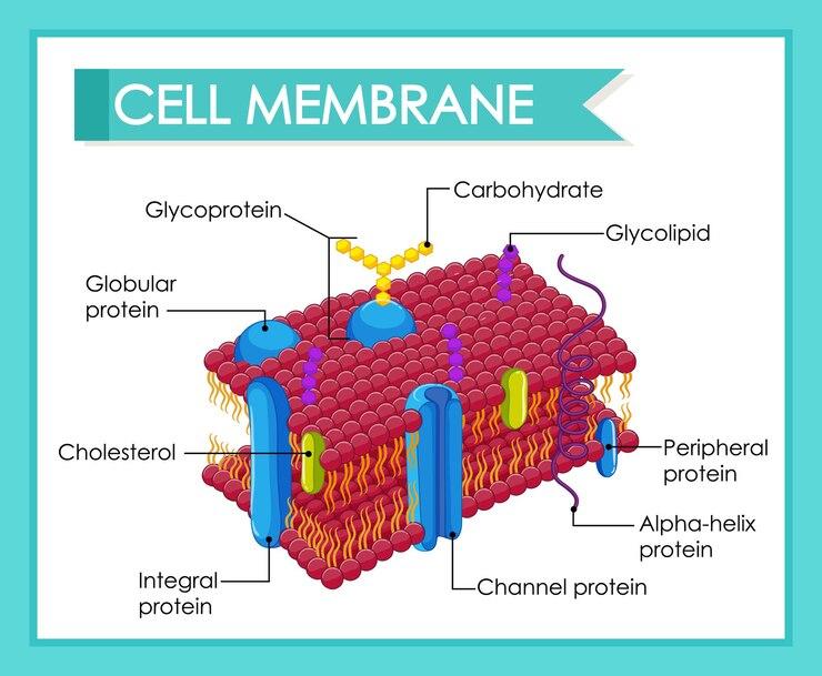 Host Cell Proteins (HCPs) Analysis Market was valued at 196 million in 2023 and is projected to reach US$ 473 million by 2033.