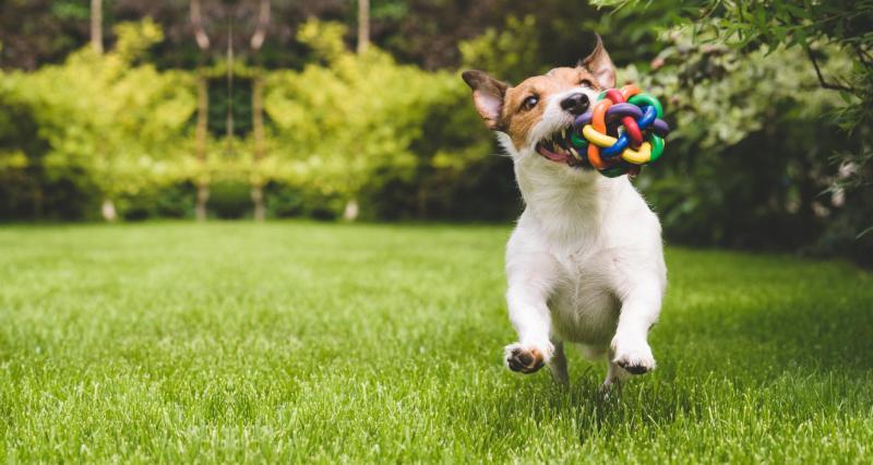 Pet Toys Market