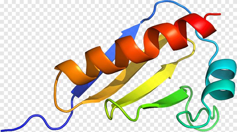 Exploring the Global Bone Morphogenetic Protein Market