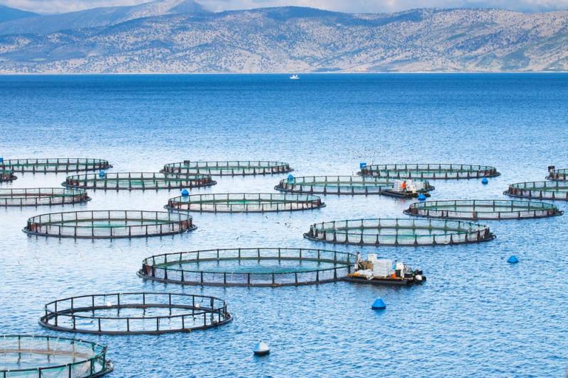 Aquaculture Market