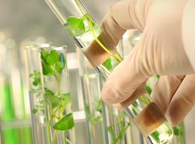 Bio-Based Succinic Acid Market