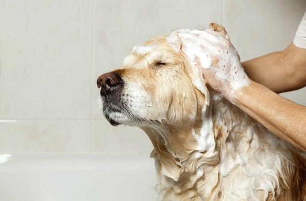 Natural Dog Shampoo