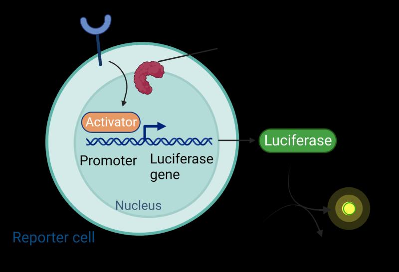 Cell-Based Assay Market Generated Opportunities, Future Scope