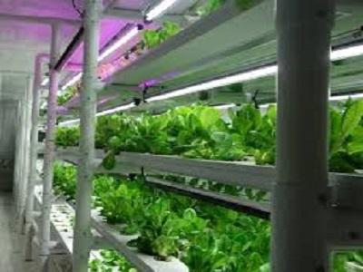 Indoor Vertical Farming System Market