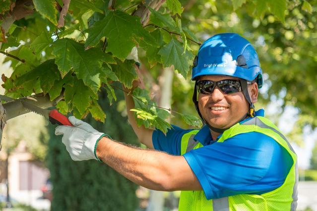 Commercial Tree Care Service Market