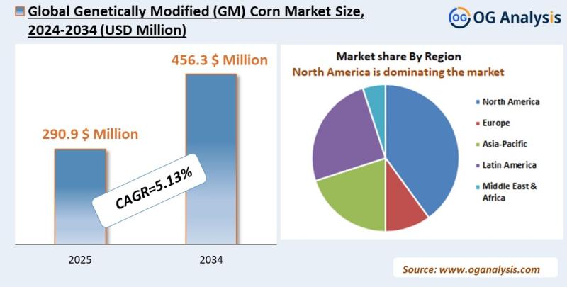 Genetically Modified (GM) Corn Market Analysis 2025-2034: Industry Size, Share, Growth Trends, Competition and Forecast Report