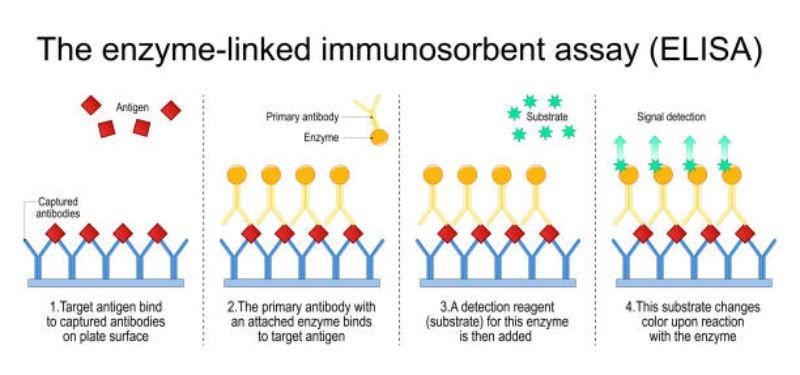 Enzyme Linked Immunosorbent Assay Market Business