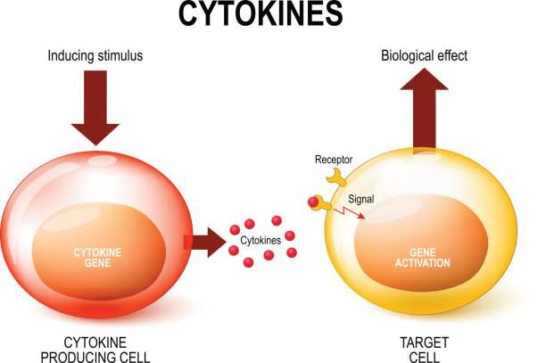 Cytokine Market Expected to Expand at a Steady 2024-2031 | Biocon