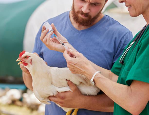 Poultry Vaccine Market to See Booming Growth 2024-2031 | Zoetis