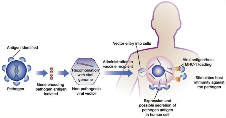 Empowering Immunity: Global Viral Vector Vaccines Market