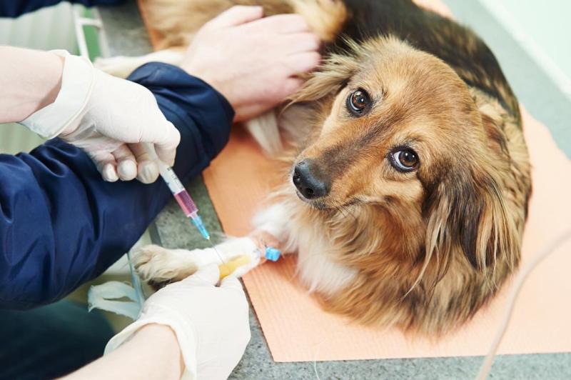 Veterinary Vaccine Adjuvants Market