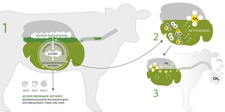 Ruminant Methane Reduction Market