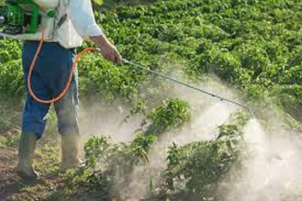 Insecticides Market