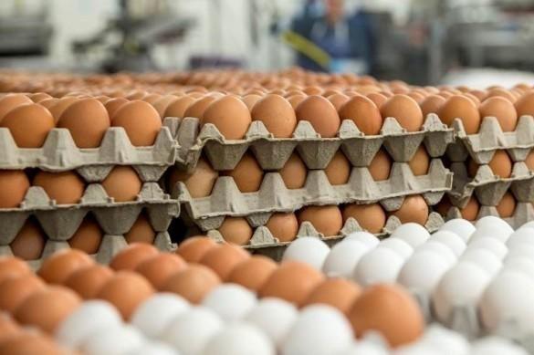 Whole Egg Powder Manufacturing Plant Setup Cost Report Covers