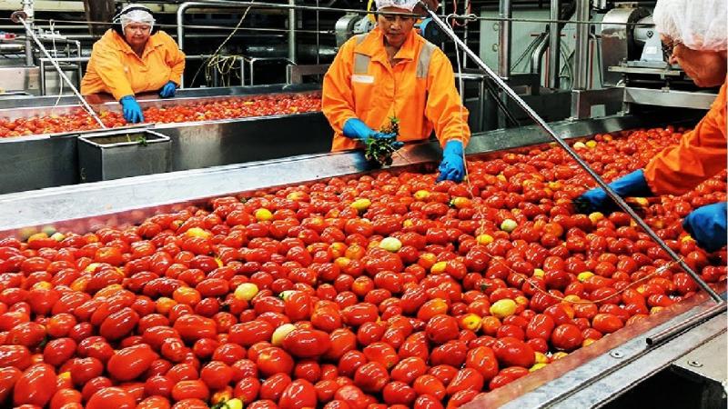 List Of Top 19 Tomato Processing Companies in the World | IMARC
