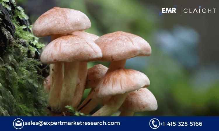 Exploring the Growth and Potential of the Argentina Mushroom