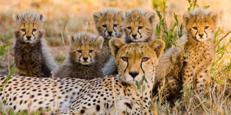 Mother cheetah with her cubs