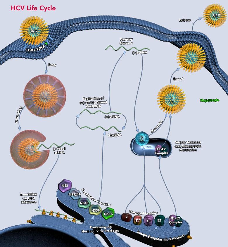 Hepatitis A Virus Cellular Receptor 2