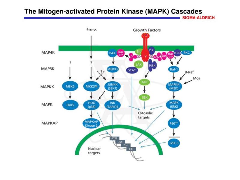 Mitogen Activated Protein Kinase 14