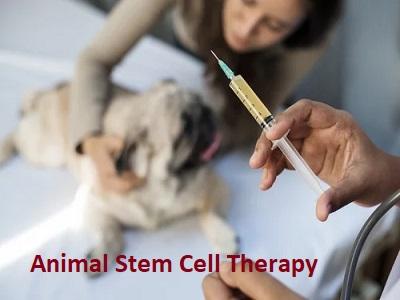 Animal Stem Cell Therapy Market