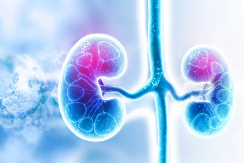 Renal Biomarkers Market Expected to Expand at a Steady 2024-2031