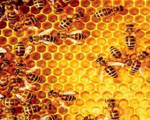 Bee Propolis Extract Market