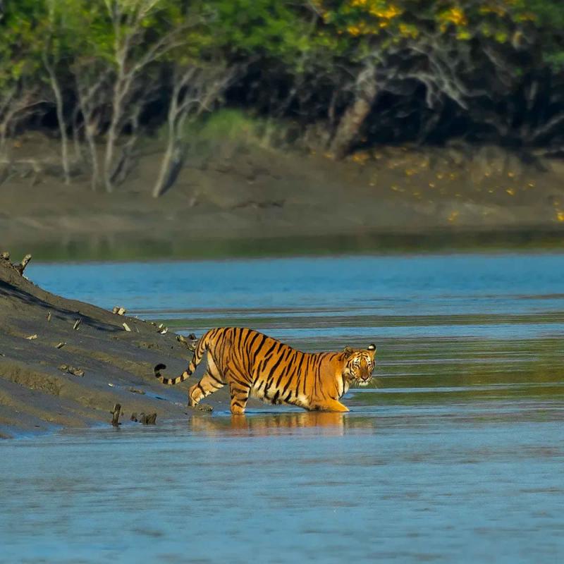Hilsa Festival in Sundarban 2025