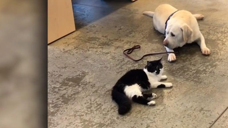 Pet Rising Star: Expert Dog and Cat Training Services in Delhi
