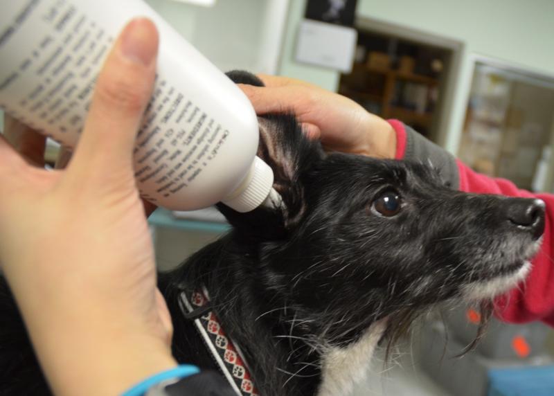 Pet Ear and Eye Care Products