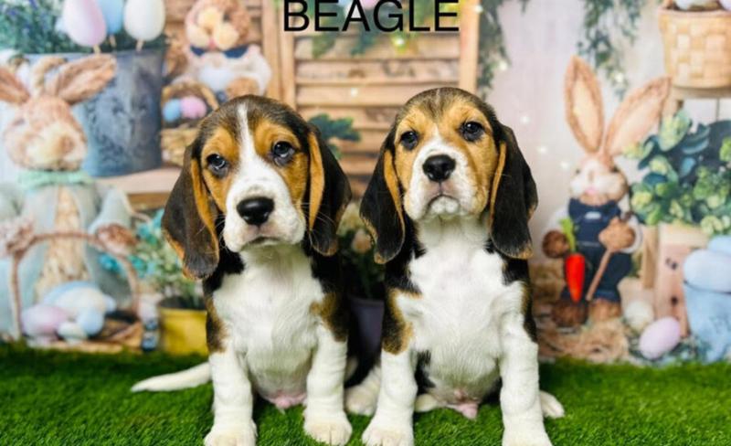 Douglas Hall Kennels LTD: Your Trusted Source for Beagle Puppies in the UK