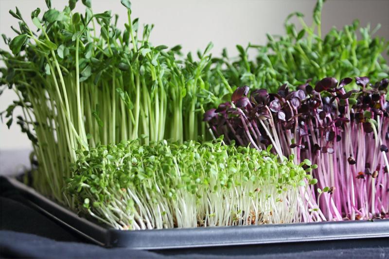 Microgreens Market