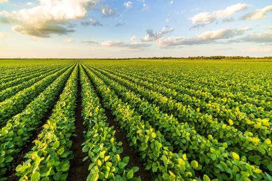 Activance NUE supports crop performance under nutrient-limited conditions