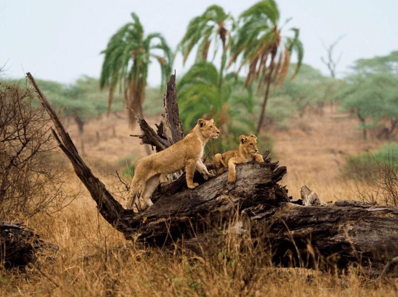 Serengeti Safari Viewing From A Conservation-First