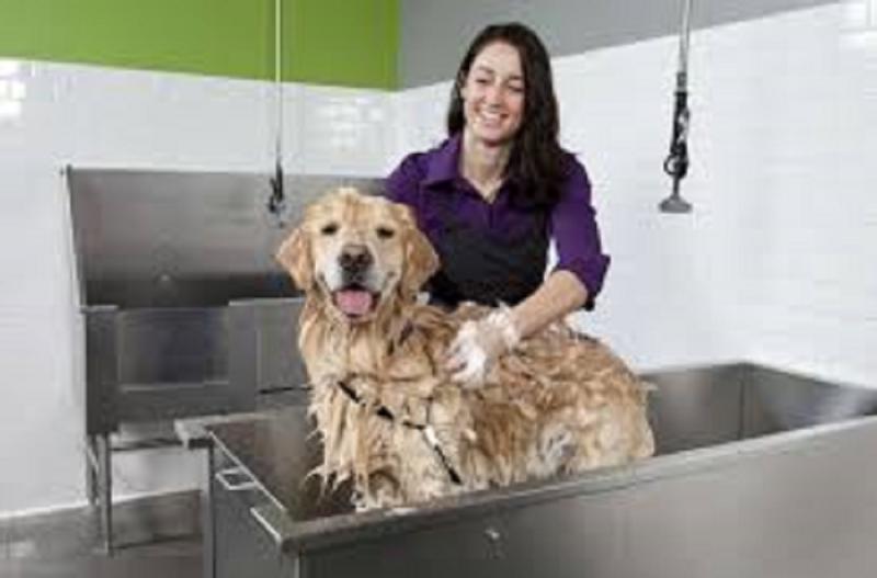 Self Service Dog Washes System Market