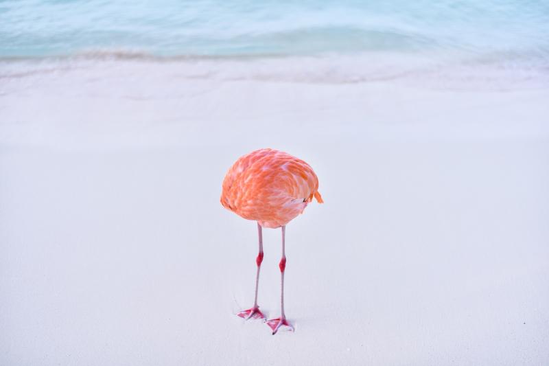 photo of a flamingo whose head is apparently missing, is not AI-generated