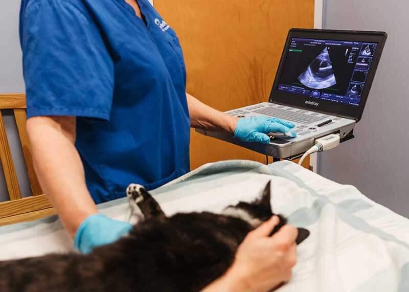 Veterinary Diagnostics Market