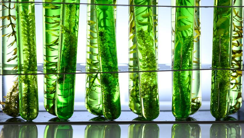 Biofuels Market
