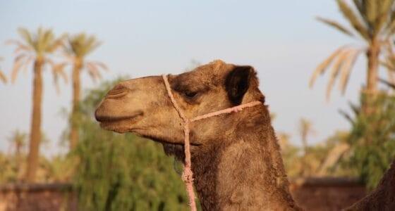 Camel Ride Marrakech Palmeraie: Exploring the Palm Grove Oasis