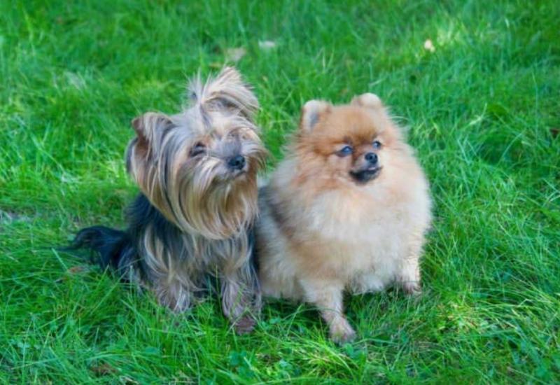 Porkie Puppies: A Comparison of the Pomeranian Yorkie Mix Breed
