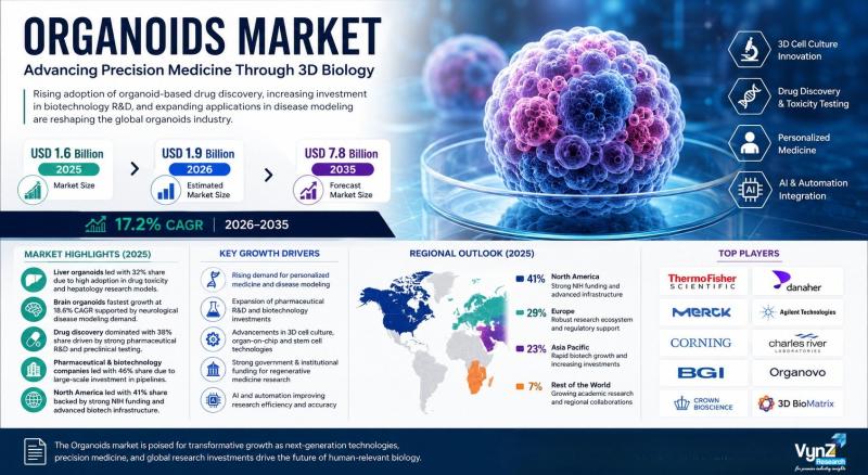 Global Organoids Industry Growth Accelerates at 17.2% CAGR