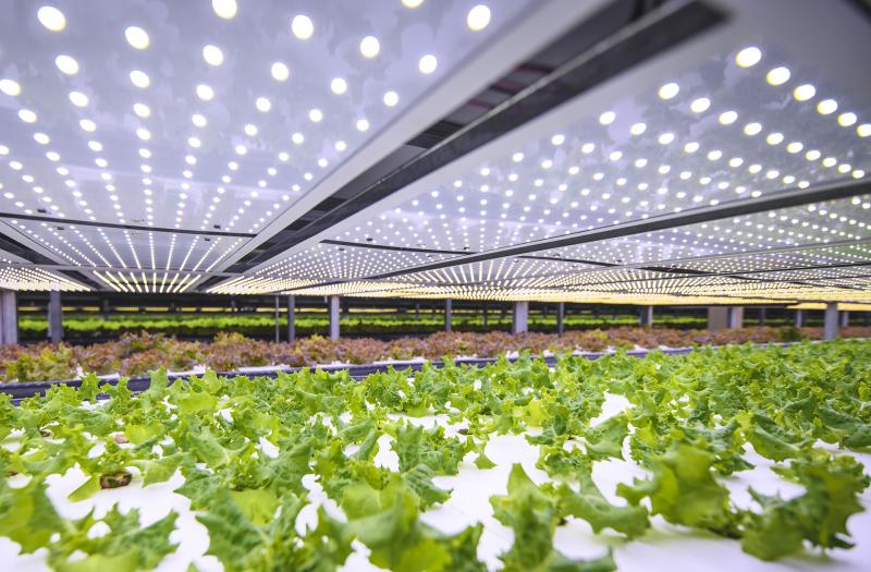 Indoor farming taking root as key to supplementing food supply