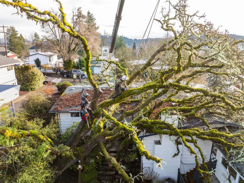 Professional tree services in Springfield, OR. Free estimates for tree removal, pruning, stumps, emergencies & more.