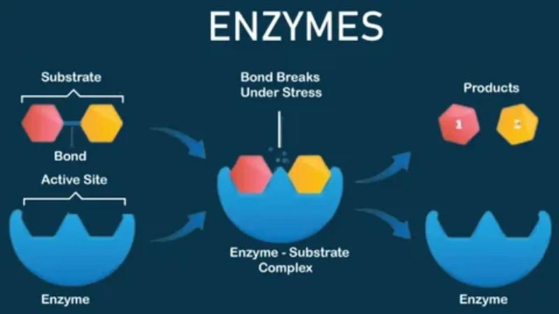 Enzymes Market