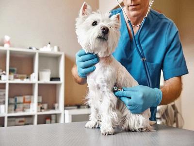 Veterinary Software Market