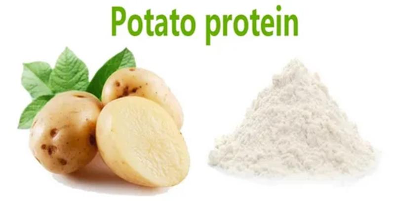 Potato Protein 80% supplier Yangge Biotech Potato Protein 80% supplier Yangge Biotech