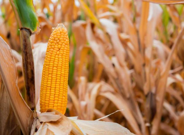 What's the Best Organic Corn Tortilla Recipe?